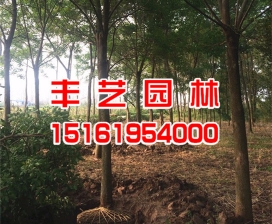 重陽木價格