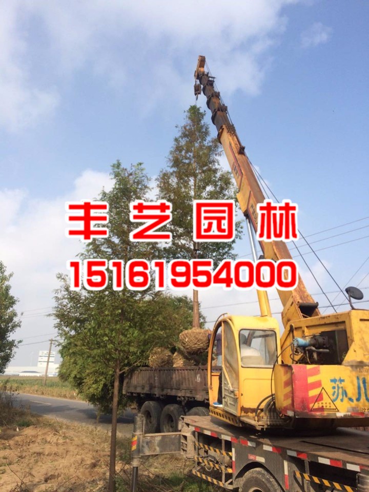 水杉價格